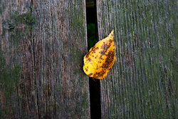 Leaf and Dock