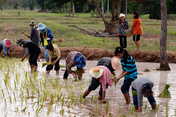 Rice-Planting