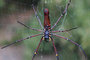 Taiwan Spider