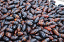 Silkworm Pupae