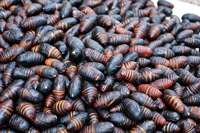 Silkworm Pupae