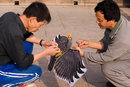 Preparing Kite