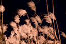 Grass in Night Wind