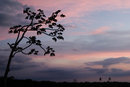 Tree Silhouette