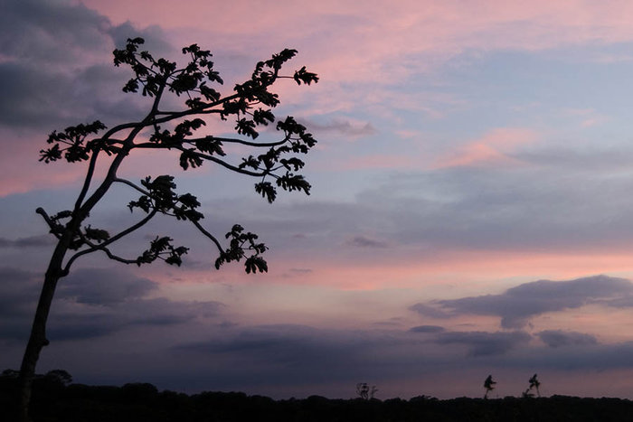 Tree Silhouette