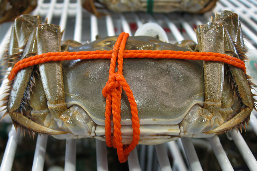 Bound Crab