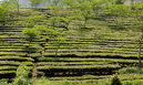 Tea Plantation