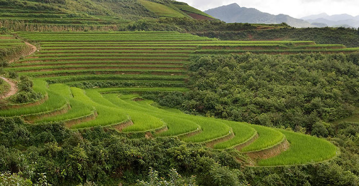 Rice Fields