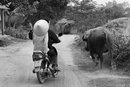 Water Buffalo Round-up