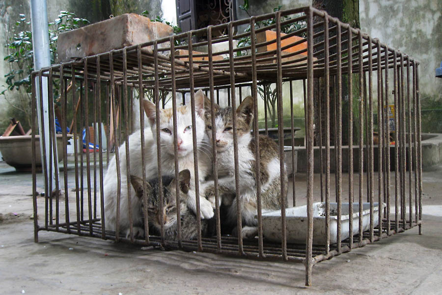 Three Caged Cats