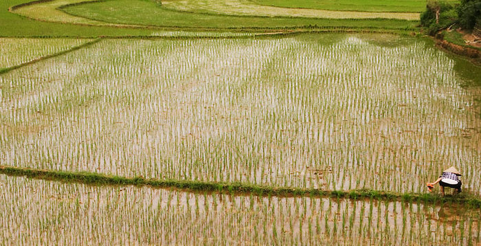 Tending Crops