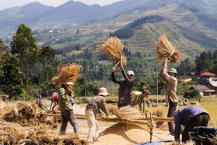 Threshing Time