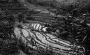 Rice Terraces