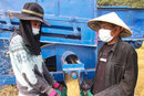 Gathering Threshed Rice