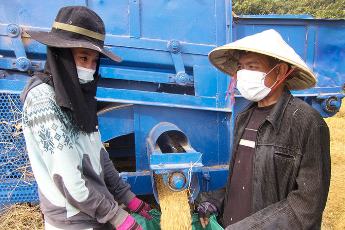 Gathering Threshed Rice