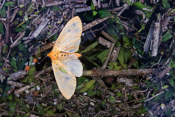 Drowned Moth