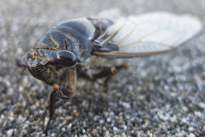 Cicada