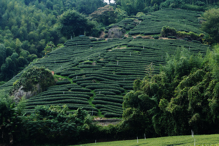 Alishan Tea