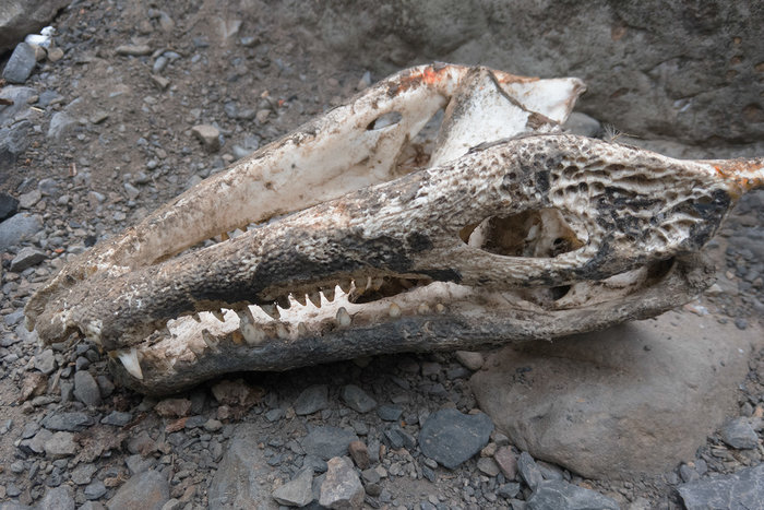 Caiman Skull