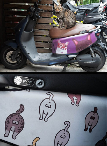 Cat Scooter