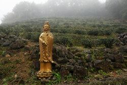 Tea Fields