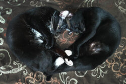 Cat Love