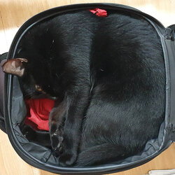 Curled Up