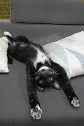 Max Relaxed