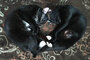 Cat Love