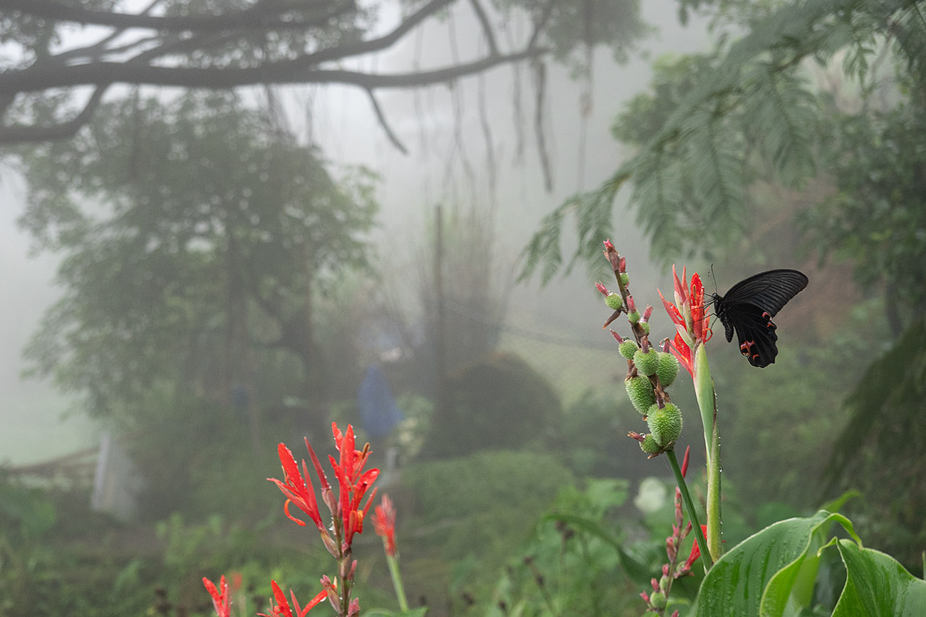 Butterfly in Mountain Mist