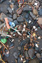 Beach Plastic