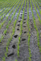 Rice Field Footsteps