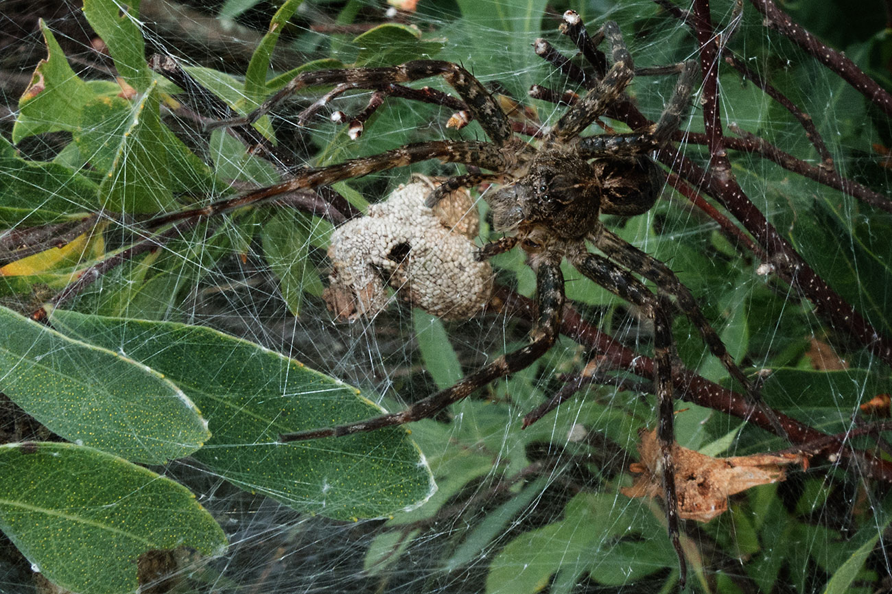 Mother Spider