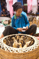Duckling Vendor